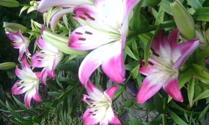 lolly pop - crini de gradina