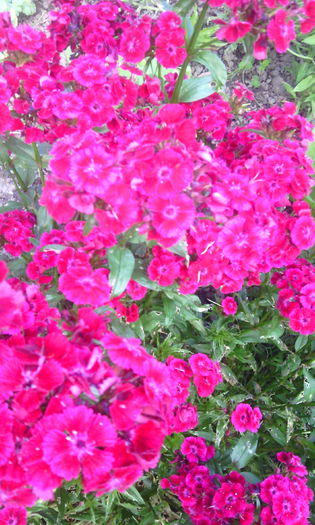 IMG_20160606_182551[1] - In gradina mea