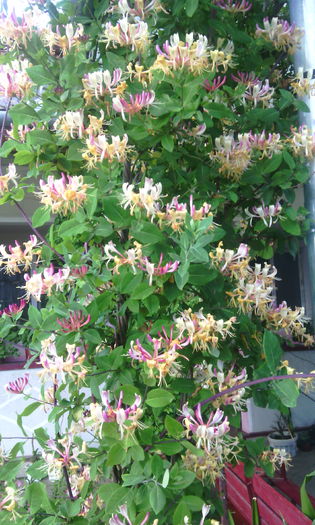 IMG_20160606_182648[1] - In gradina mea