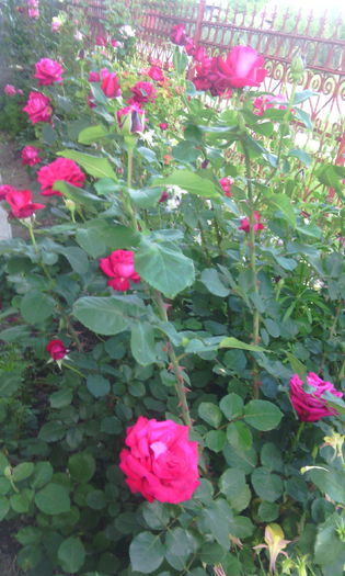 IMG_20160606_183308[1] - In gradina mea