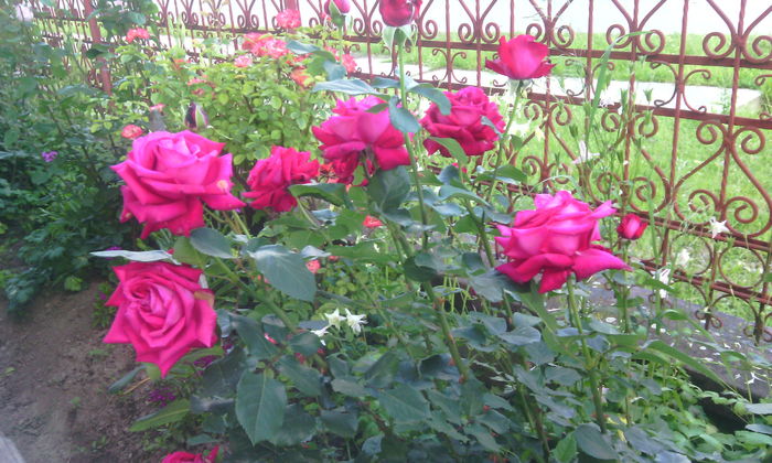 IMG_20160606_183319[1] - In gradina mea