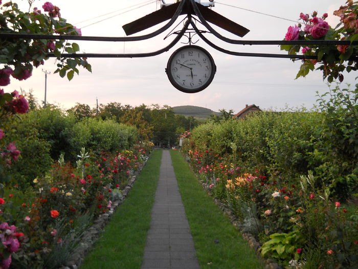 O diminiata superba de iunie 06 2016 - de prin jurul casei