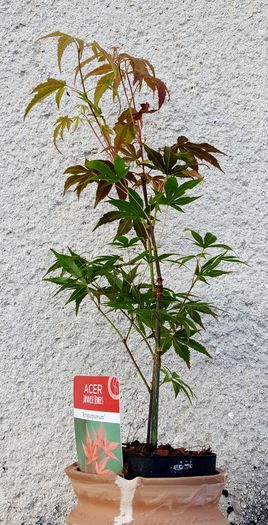 Acer palmatum - x Plante fara flori