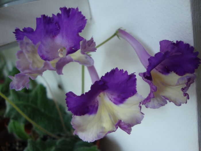 DSC09627 - Streptocarpus 2016