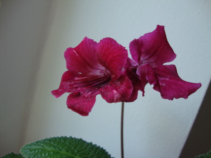 DSC09632 - Streptocarpus 2016