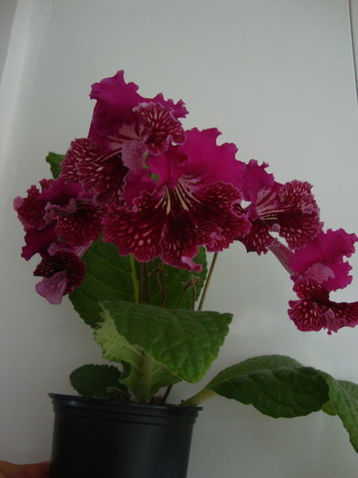 DSC09655 - Streptocarpus 2016