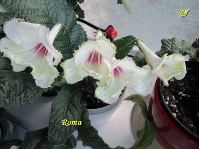 Roma(6-06-2016) - Streptocarpusi 2016