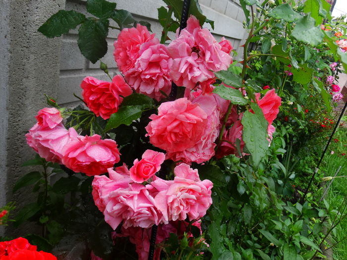 DSC00137 - Rosarium Uetersen