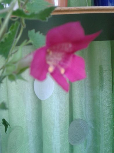 20160606_131630 - E VARA PE CARAREA MEA