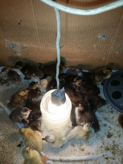 La gramada; Sunt de mai multe specii
Mandarin negru,galben,standard si alb
Carolin standard,argimtiu si galben
Verzicolor
Garganey
Manen
