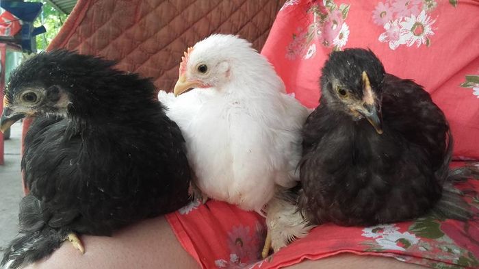 13321799_1254963107910124_927017155139926776_n