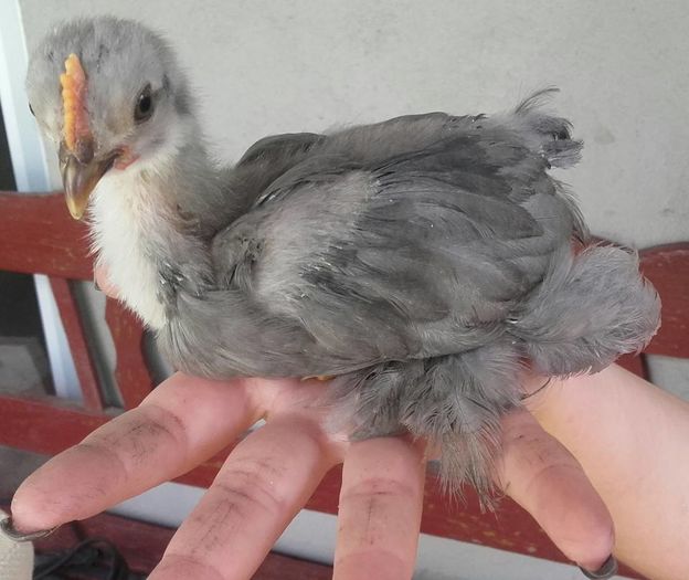 13331141_1254962094576892_8538498552893692030_n