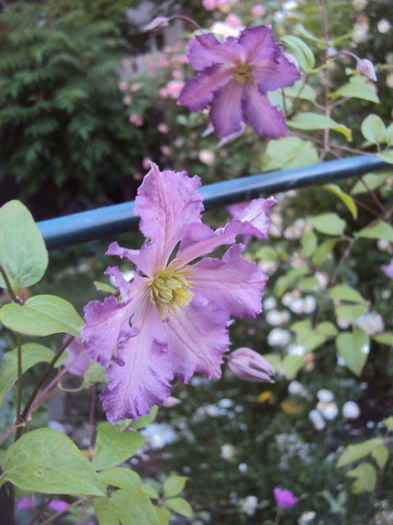 Tentel- o delicata - CLEMATITE