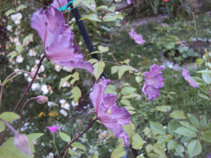 DSC03583 - CLEMATITE