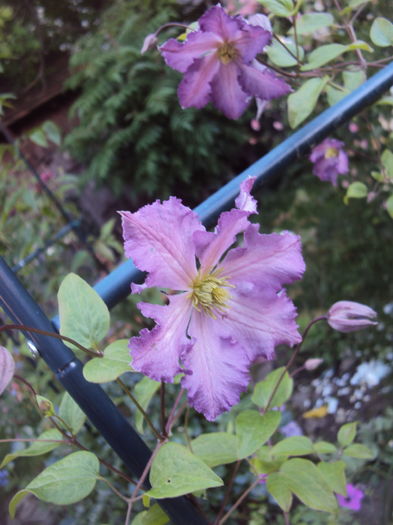 DSC03586 - CLEMATITE
