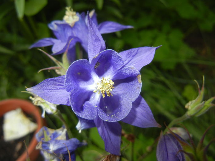 Aquilegia Blue (2016, May 06) - Aquilegia Blue