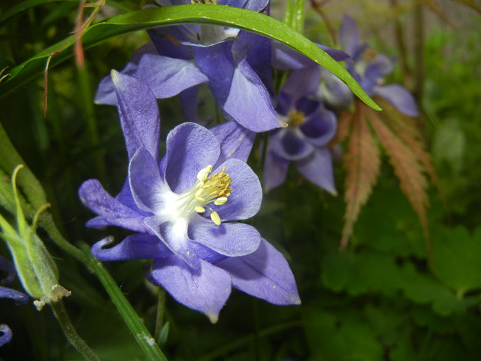 0506 Aquilegia Blue (2016, May 06)01