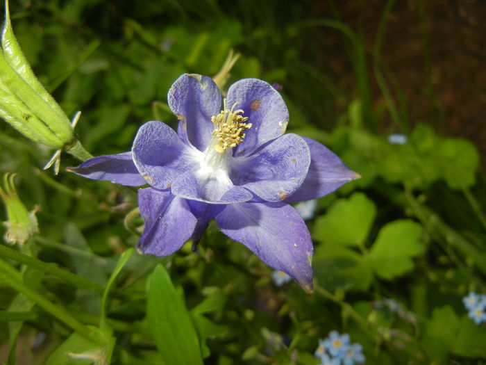 Aquilegia Blue (2016, May 06) - Aquilegia Blue