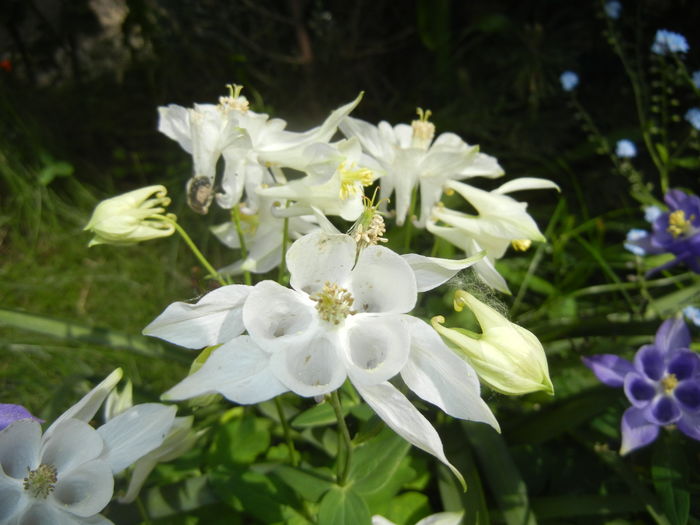 Aquilegia White (2016, April 29)