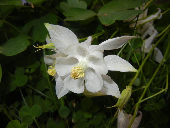 Aquilegia White (2016, May 02)