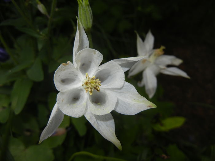 Aquilegia White (2016, May 06) - Aquilegia White