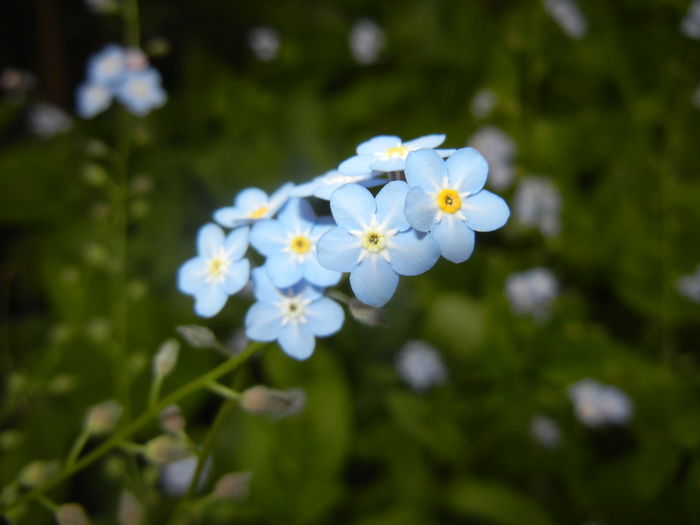 Myosotis alpestris (2016, April 29)