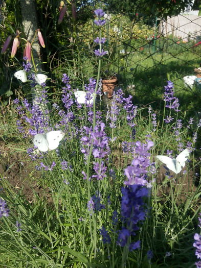 lavanda si fluturasi