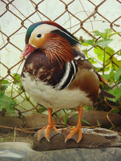 rate mandarine - Rate mandarin