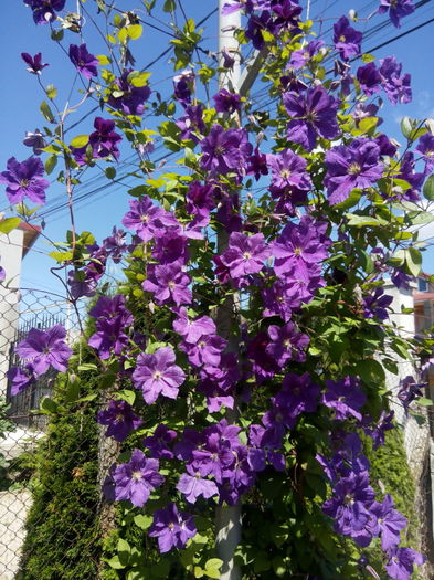 Perle d'Azur - clematis  2016