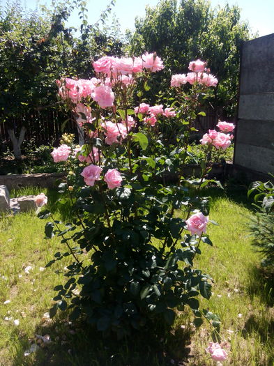 Urias roz