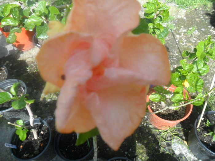 005 - hibiscusi 2016-1
