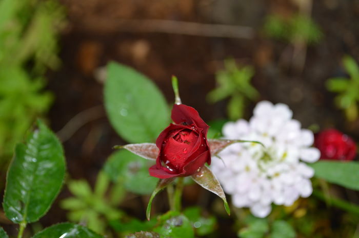 DSC_0058