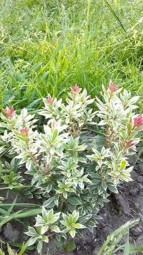 13178537_1115004591895240_5946401508565593931_n; pieris din Dedeman
