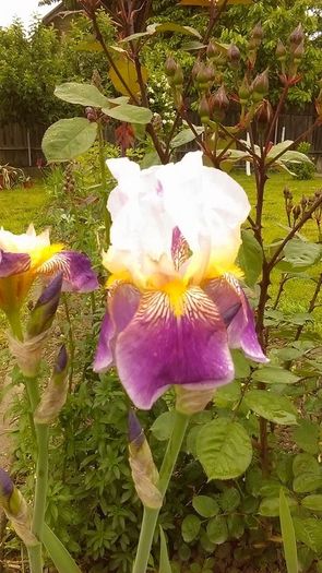 13178601_1119843571411342_1669631770742566373_n