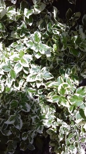 13245359_1122147054514327_1276718187519694183_n