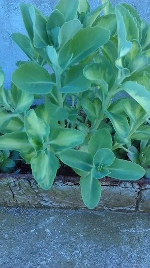 13254419_1122146991181000_3672930731105989030_n