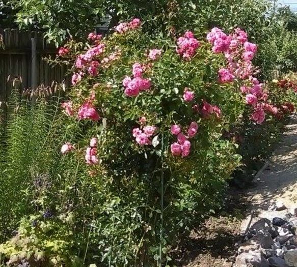 13342480_1134039156658450_2135041555_n