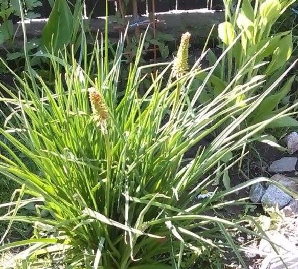 13393445_1134039283325104_1237815403_n