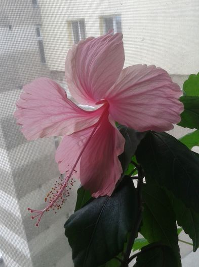 Dainty Pink - Hibiscus