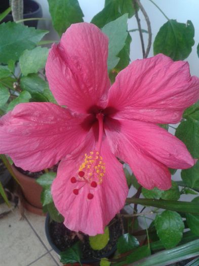 Cairo Rosa - Hibiscus