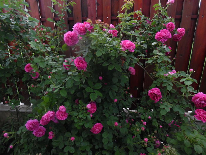 Damasc Rose de Recht