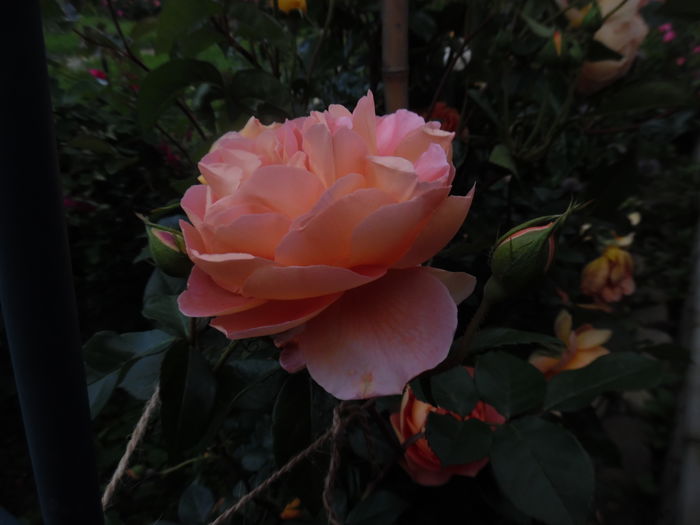 083