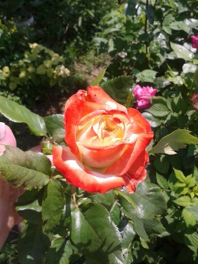 20160605_142926