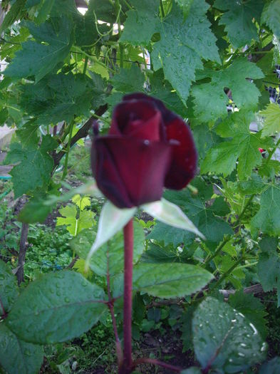 IMGP9478 - flori si trandafiri -2016