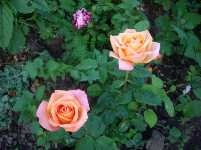 IMGP9484 - flori si trandafiri -2016