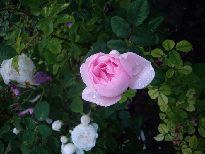 IMGP9485 - flori si trandafiri -2016