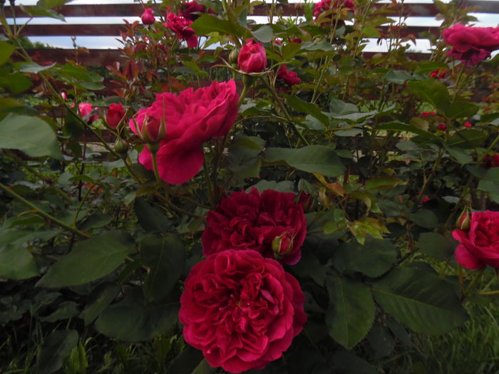 246 - 2016 Flori si Trandafiri