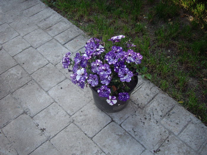 IMGP9496 - flori si trandafiri -2016