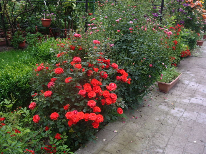IMGP9498 - flori si trandafiri -2016