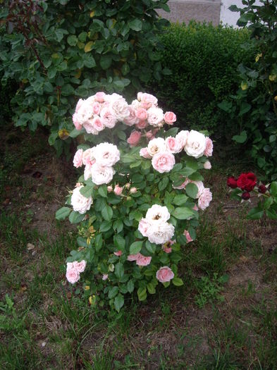 IMGP9500 - flori si trandafiri -2016
